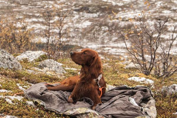 Jaktterrengene rundt hyttefeltet er godt egnet for å gå med jakthund.